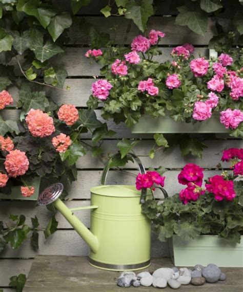 watering geraniums using a moisture meter|geranium watering needs.